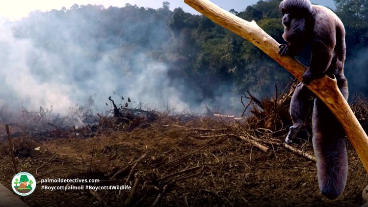 Black Bearded Saki Chiropotes satanas