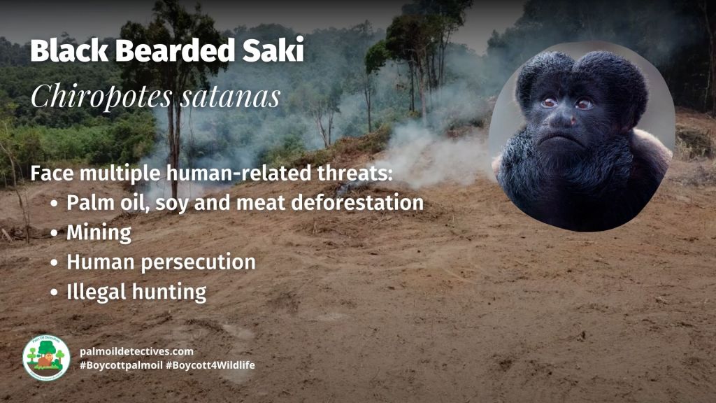 Black Bearded Saki Chiropotes satanas