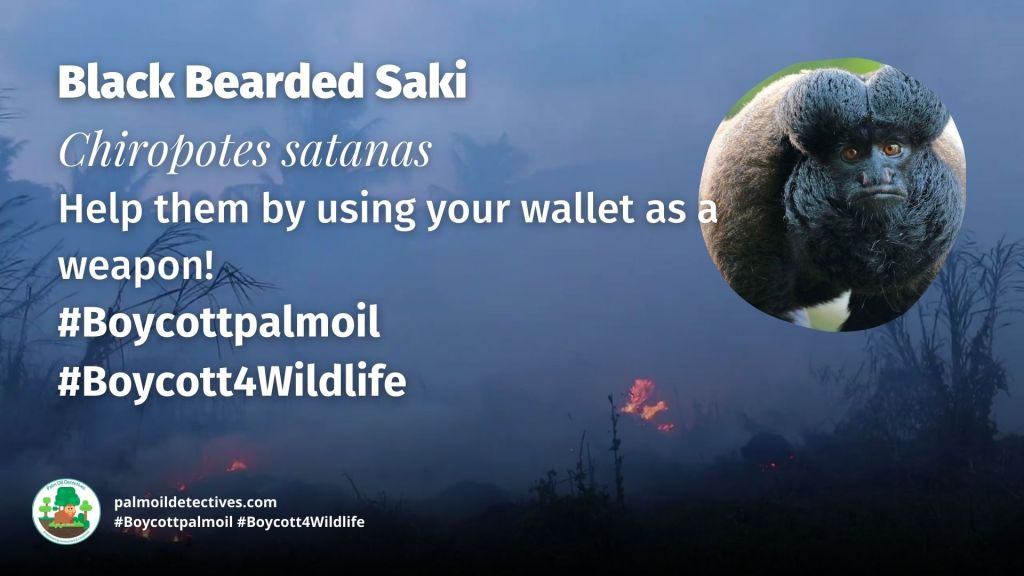 Black Bearded Saki Chiropotes satanas