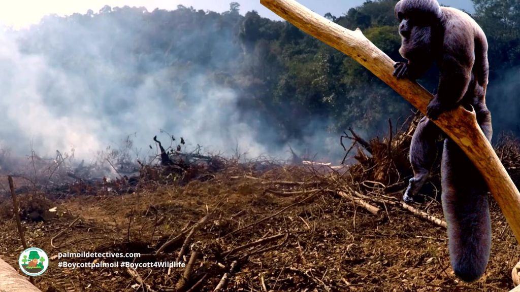 Black Bearded Saki Chiropotes satanas