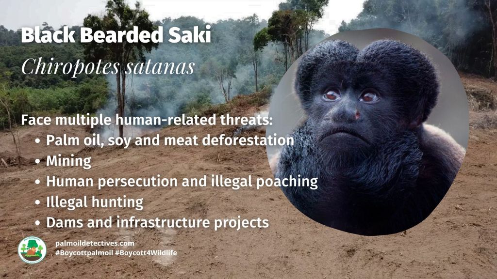 Black Bearded Saki Chiropotes satanas threats 