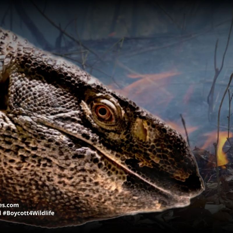 Black-Throated monitor Varanus albigularis&nbsp;microstictus