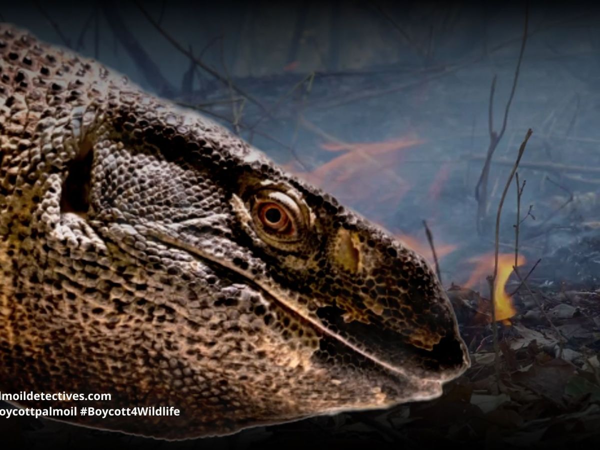 Black-Throated monitor Varanus albigularis&nbsp;microstictus