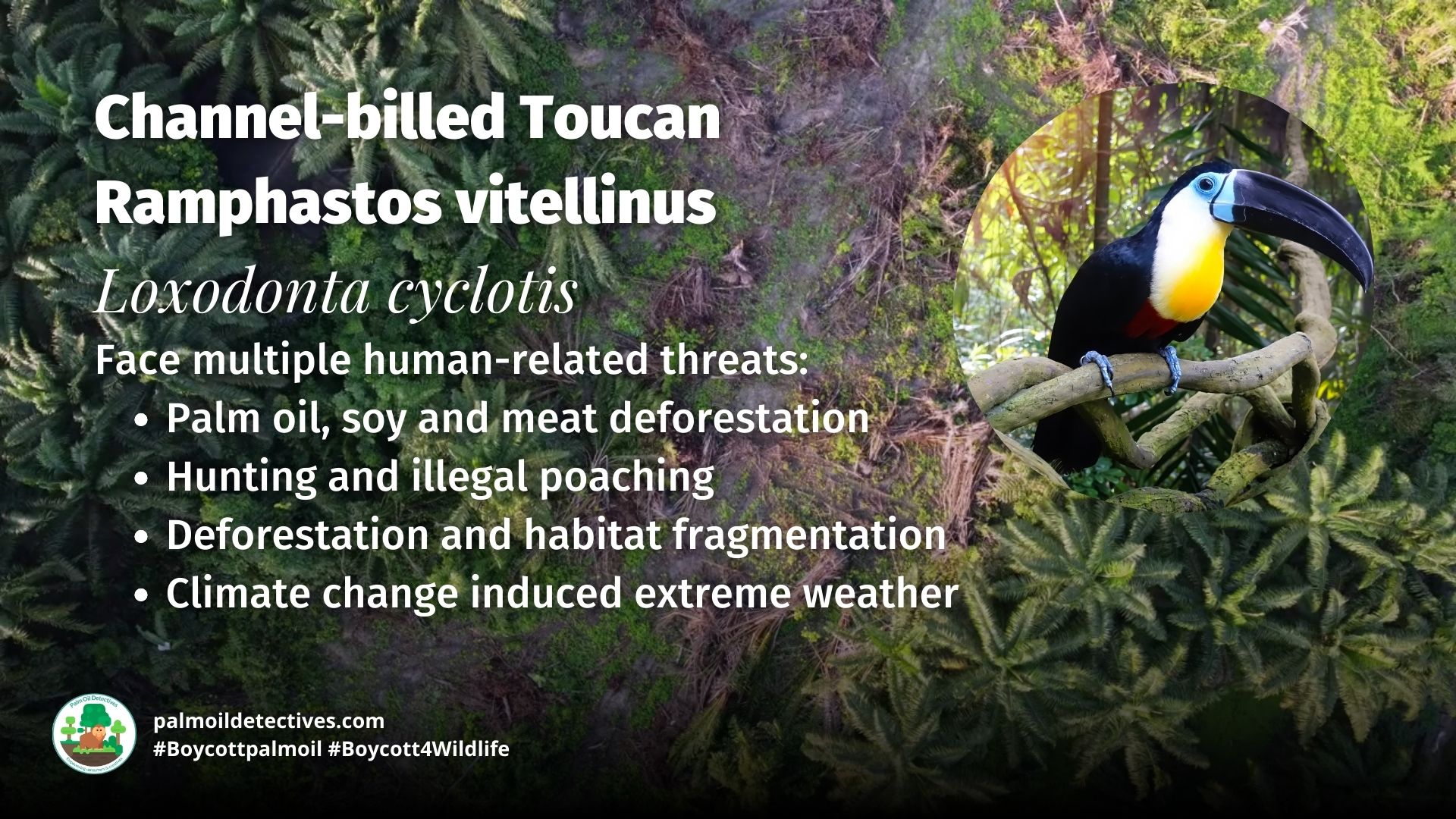 Channel-billed Toucan Ramphastos vitellinus threats