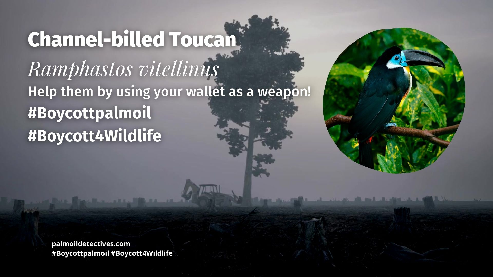 Channel-billed Toucan Ramphastos vitellinus