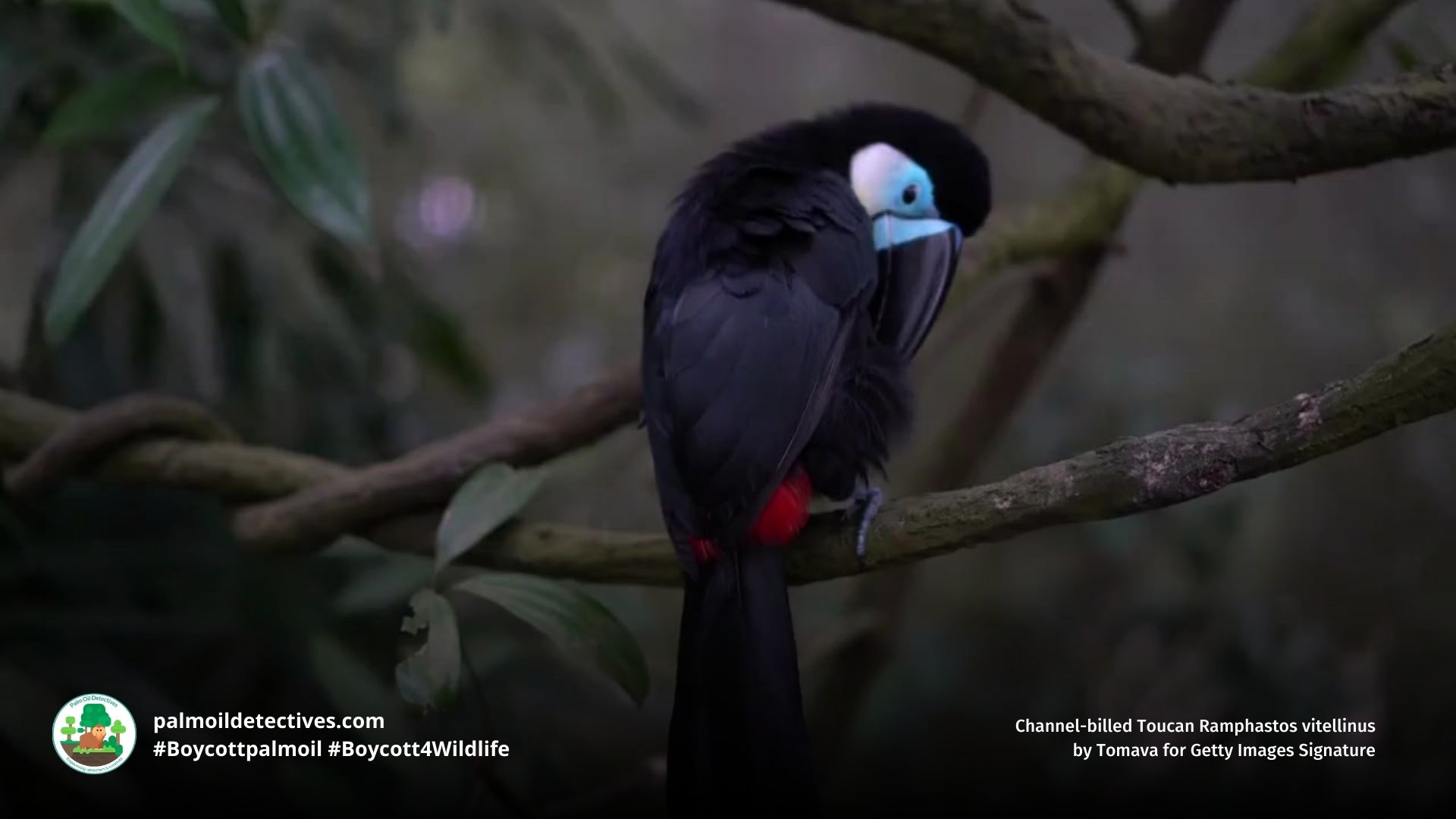 Channel-billed Toucan Ramphastos vitellinus