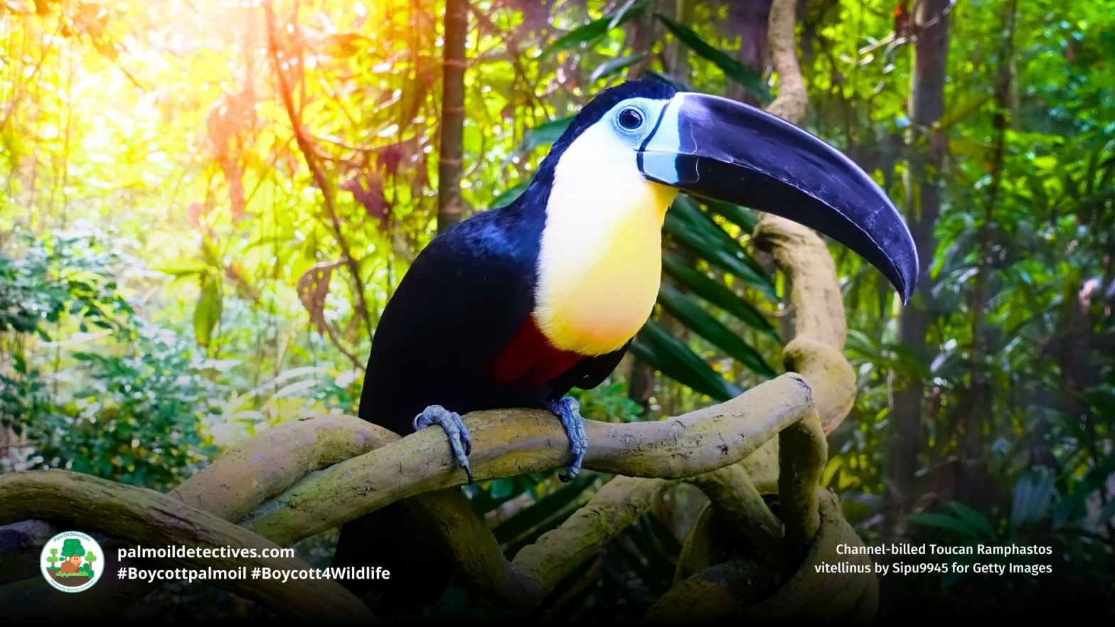 Channel-billed Toucan Ramphastos vitellinus