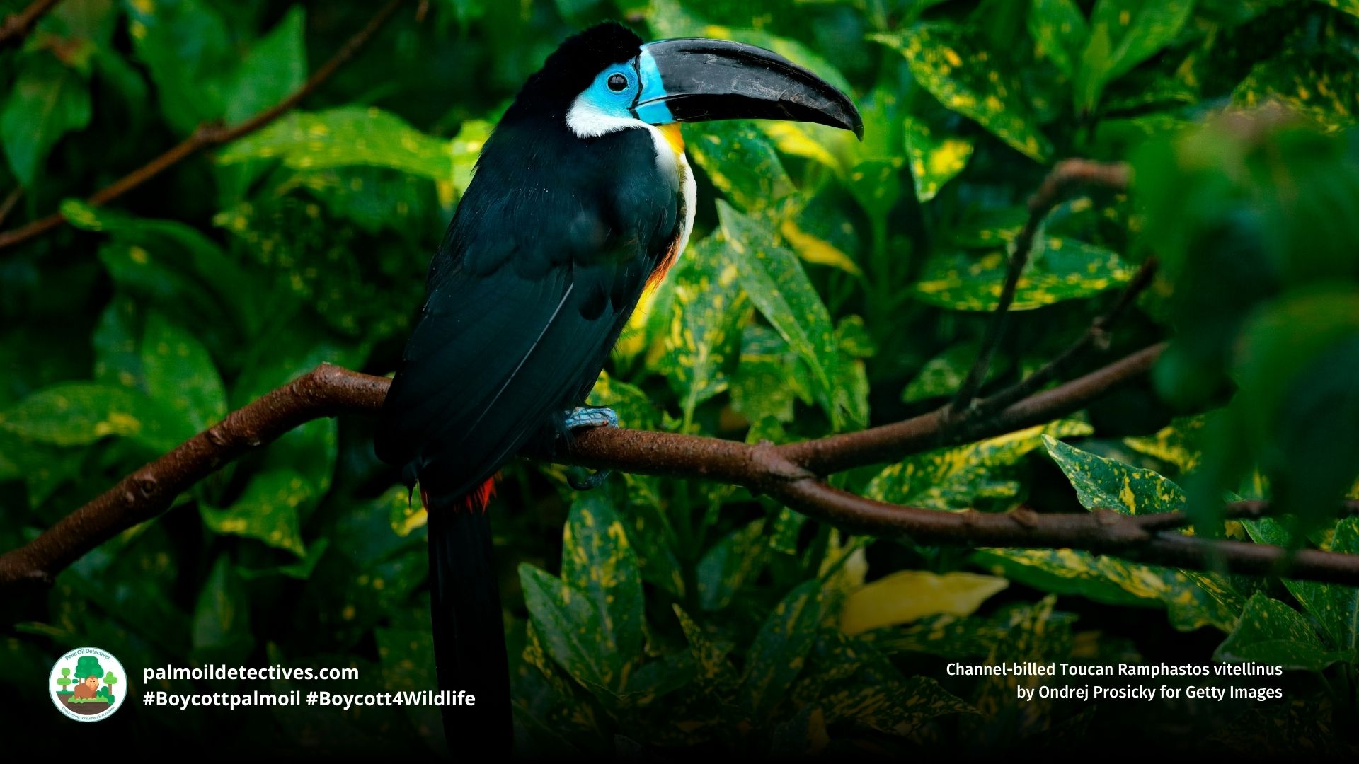 Channel-billed Toucan Ramphastos vitellinus