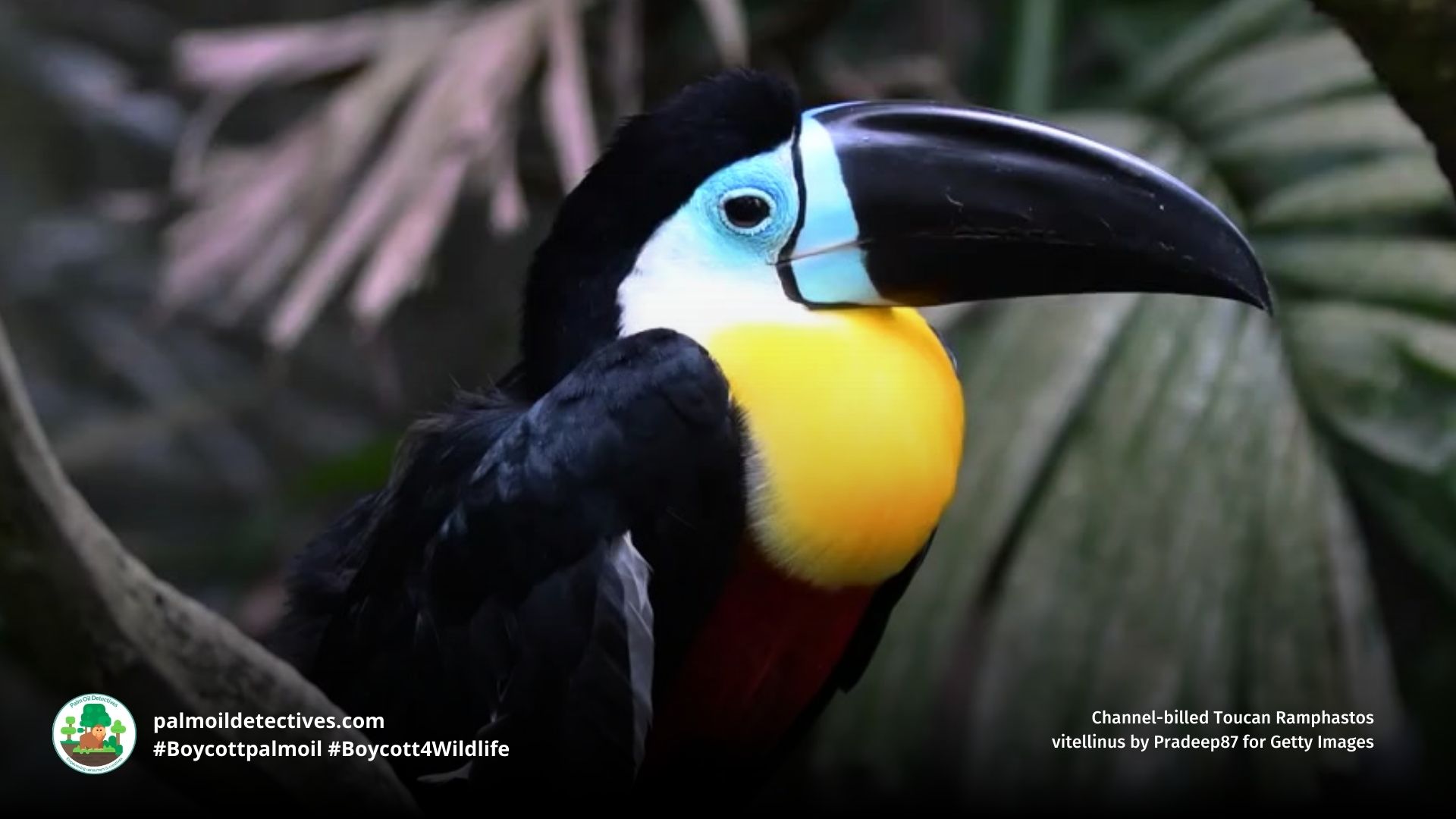 Channel-billed Toucan Ramphastos vitellinus