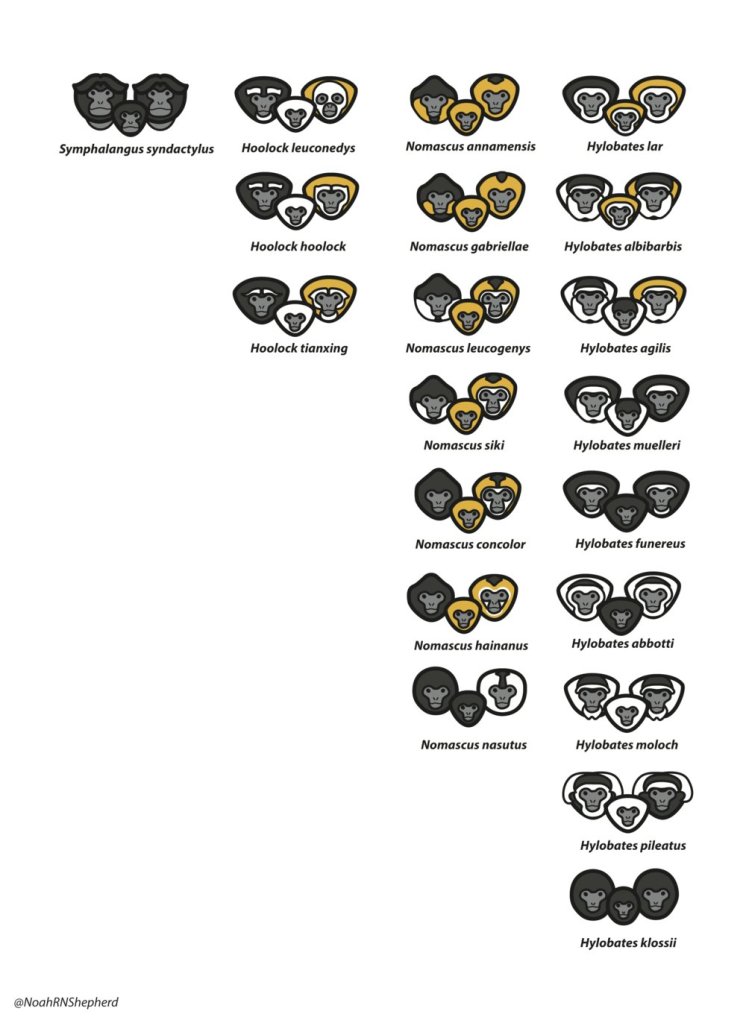 How to easily identify gibbons by Noah RNS Shepherd