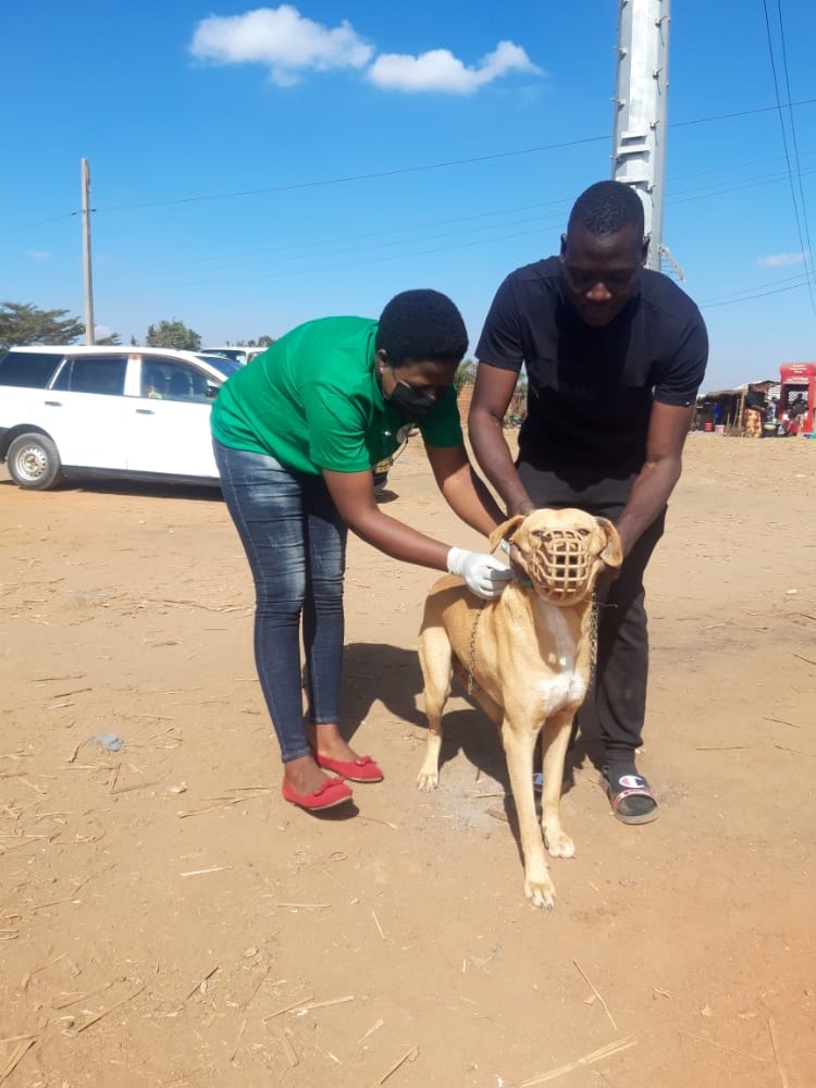 A dog getting a rabies vaccination - Dr Richard Ssuna