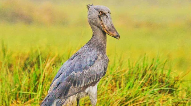 Endangered bird in Kalangala Islands, Uganda