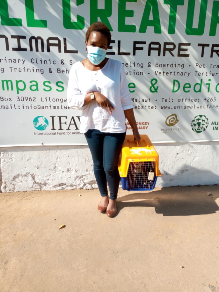 Helping to vaccinate dogs against rabies
