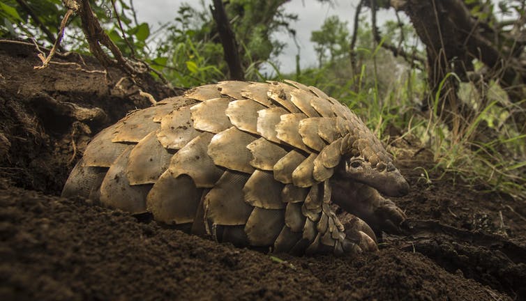 Back from extinction: a world first effort to return threatened pangolins to the wild