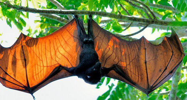 Megabat species living in Borneo