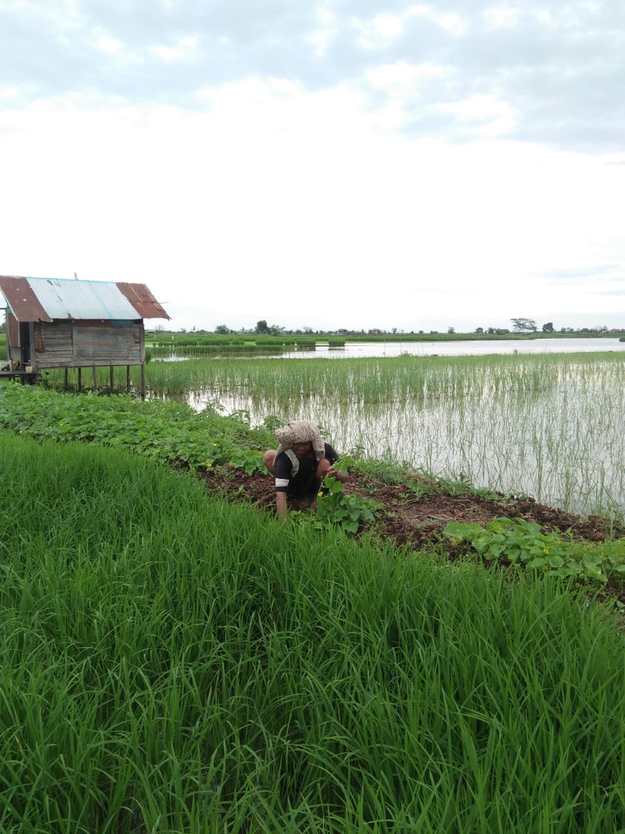 A dayak woman tends to rice in a field