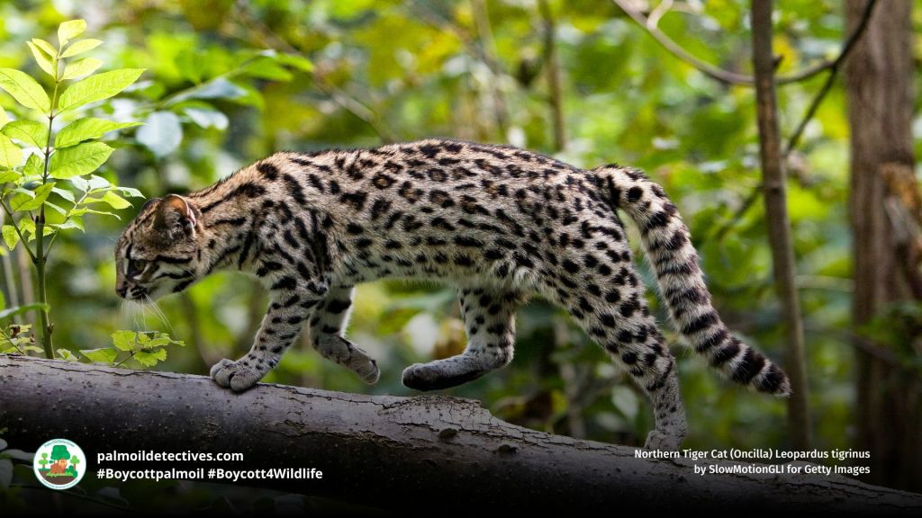 Northern Tiger Cat (Oncilla) Leopardus tigrinus on a log