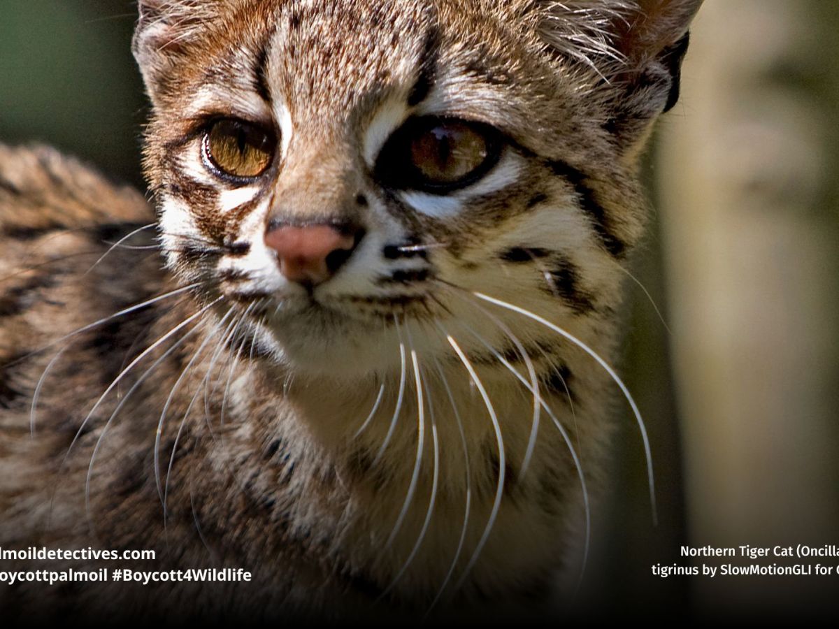 Northern Tiger Cat (Oncilla) Leopardus&nbsp;tigrinus