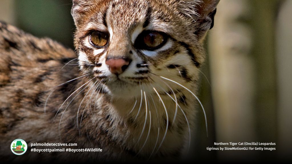 Northern Tiger Cat (Oncilla) Leopardus tigrinus sensing prey