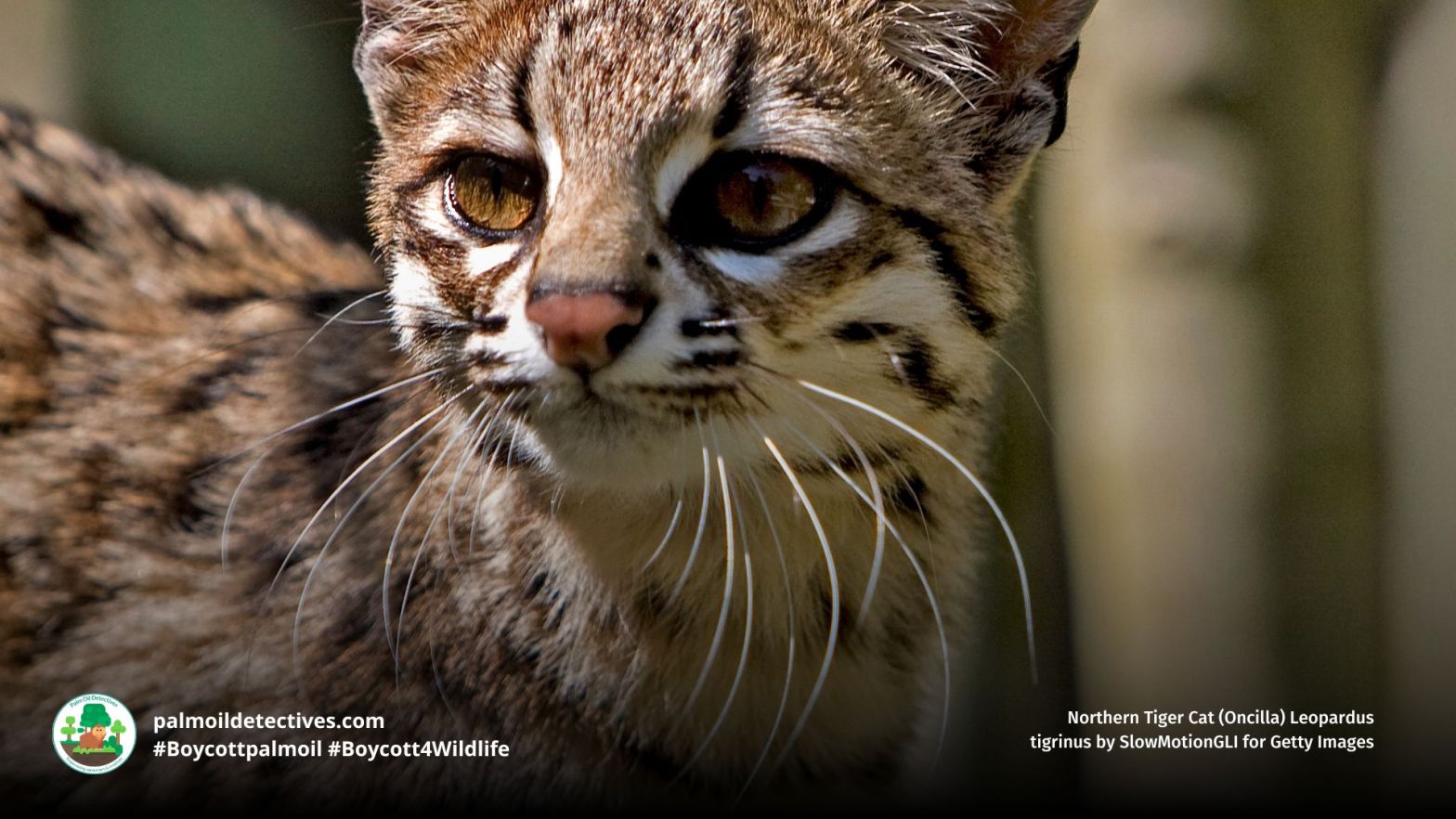 Northern Tiger Cat (Oncilla) Leopardus tigrinus sensing prey