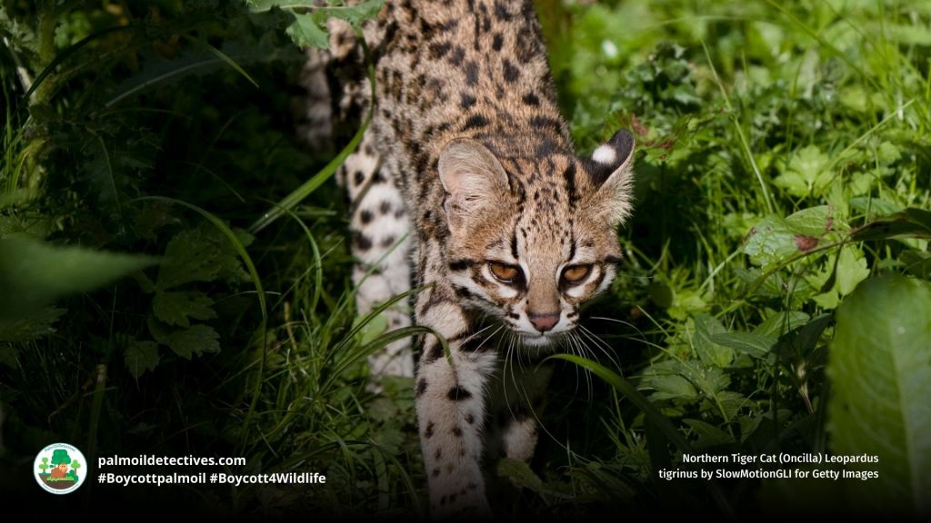 Northern Tiger Cat (Oncilla) Leopardus tigrinus on the prowl