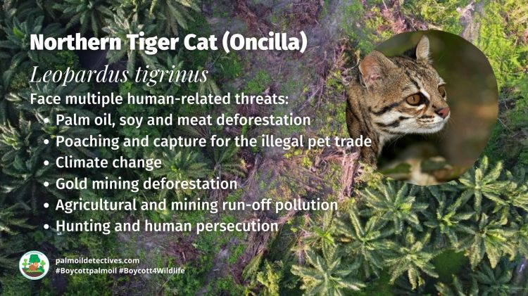 Northern Tiger Cat (Oncilla) Leopardus tigrinus threats