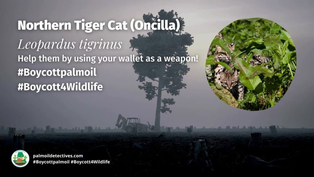 Northern Tiger Cat (Oncilla) Leopardus tigrinus boycott