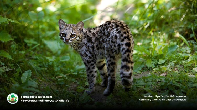 Northern Tiger Cat (Oncilla) Leopardus tigrinus in the forest