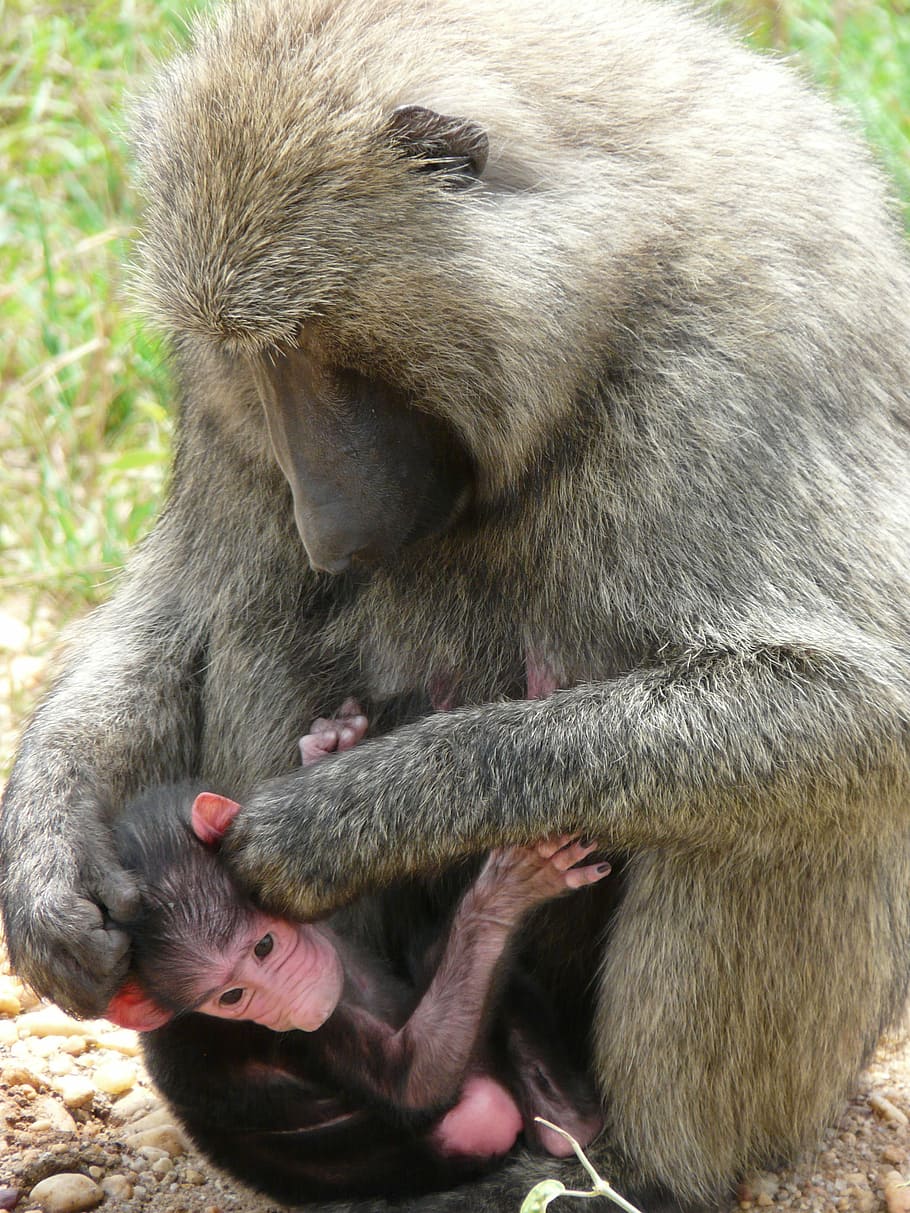 Olive Babboon and baby in Uganda