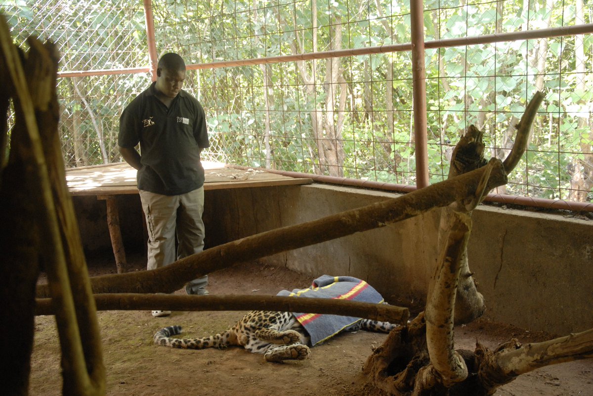 Richard helps a leopard with arthritis