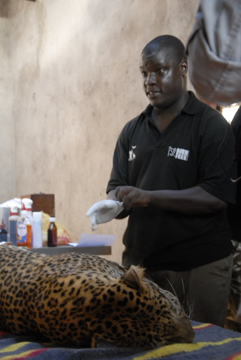 Richard helps a leopard with arthritis