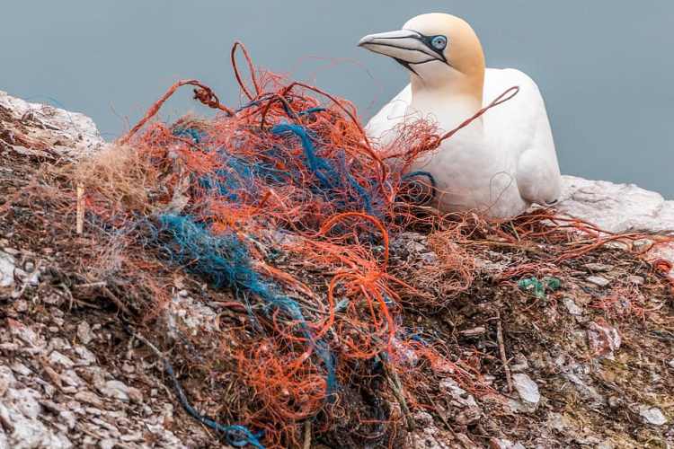 Bird with rubbish - stock image