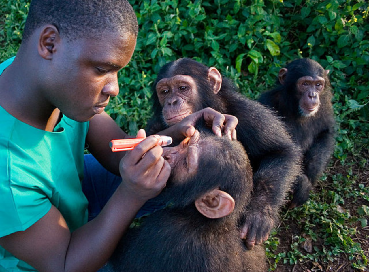Dr Ssuna helps some chimp orphans
