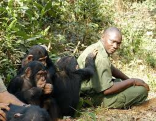 Dr Ssuna helps some chimp orphans