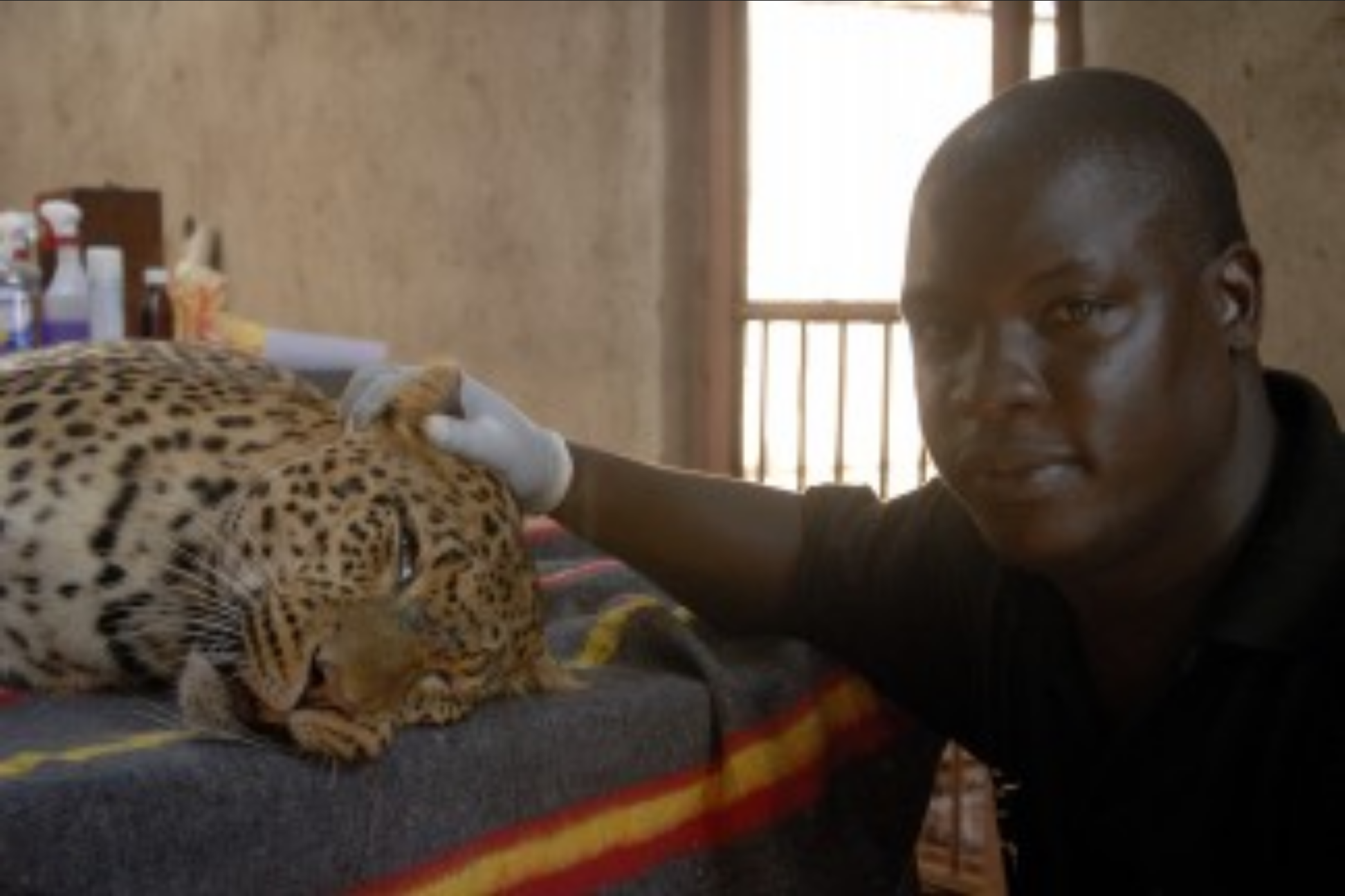 Dr Ssuna helps a leopard with arthritis.