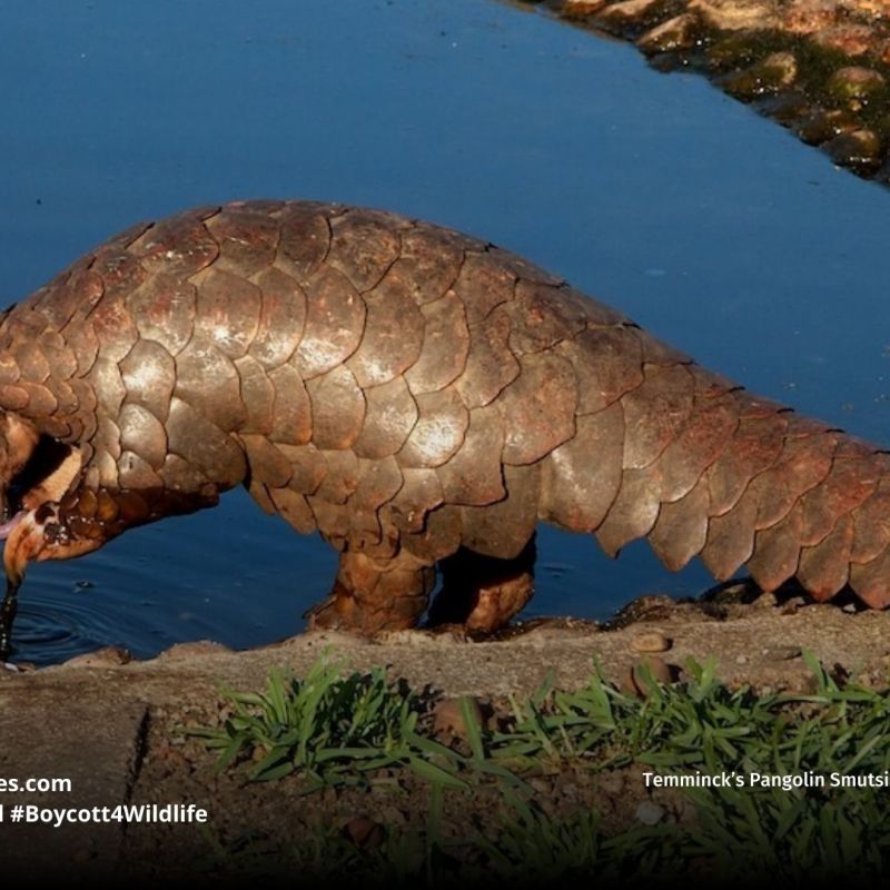 Temminck’s Pangolin Smutsia&nbsp;temminckii
