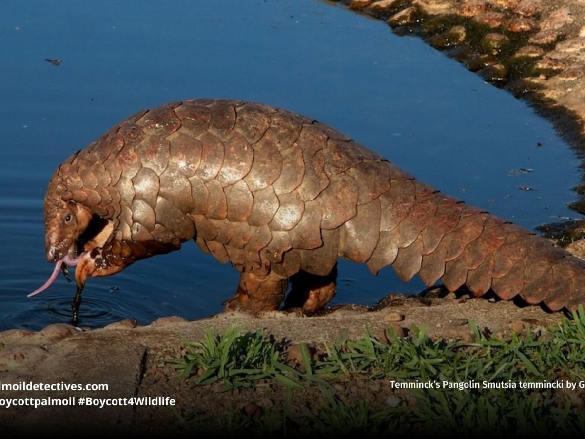 Temminck’s Pangolin Smutsia&nbsp;temminckii