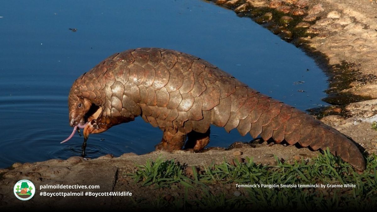 Temminck’s Pangolin Smutsia&nbsp;temminckii