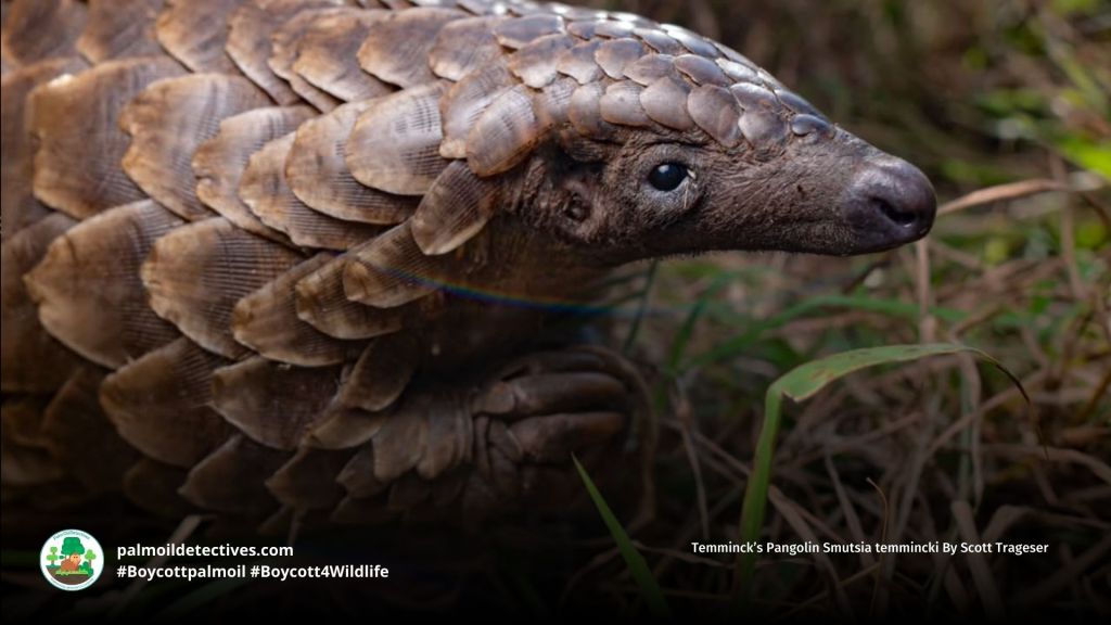 Temminck’s Pangolin Smutsia temmincki By Scott Trageser