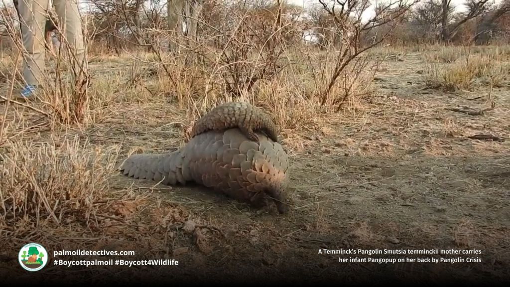 A Temminck’s Pangolin Smutsia temminckii mother carries her infant Pangopup on her back by Pangolin Crisis