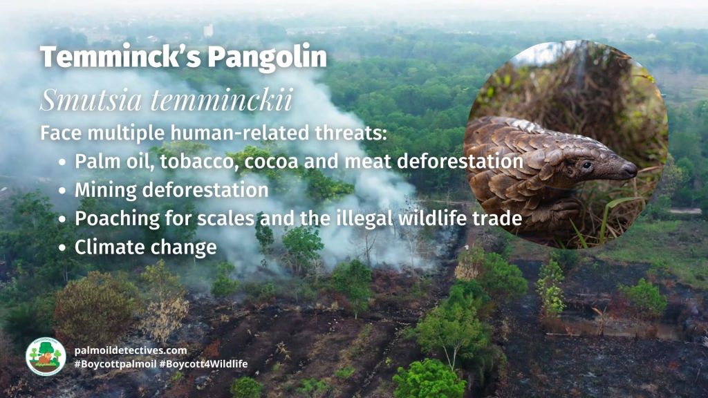 Temminck’s Pangolin Smutsia temminckii threats