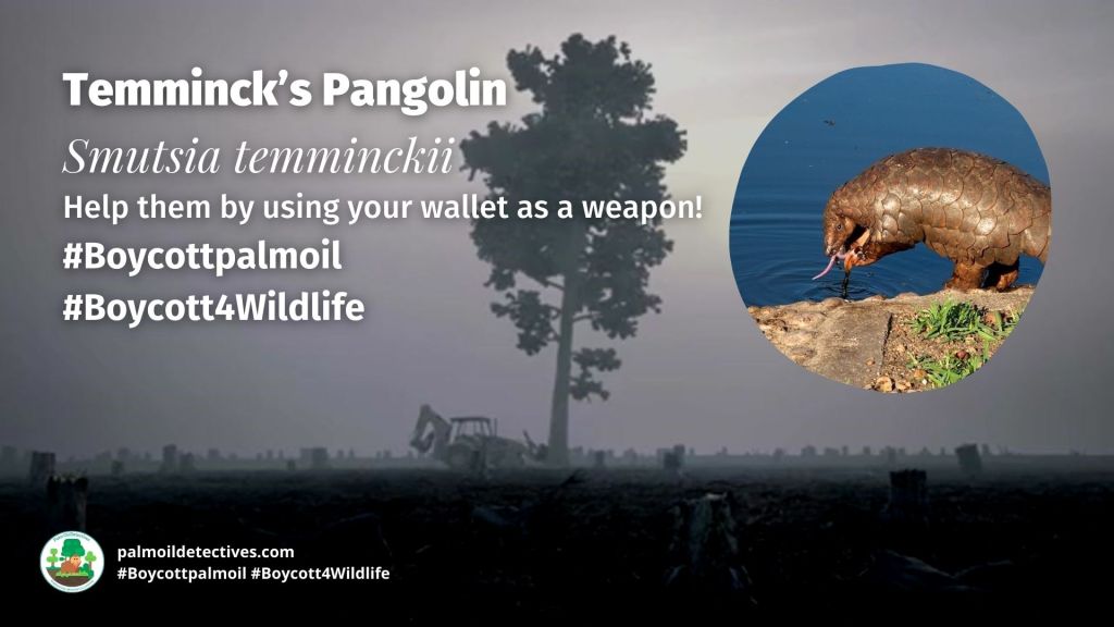 Temminck’s Pangolin Smutsia temminckii threats