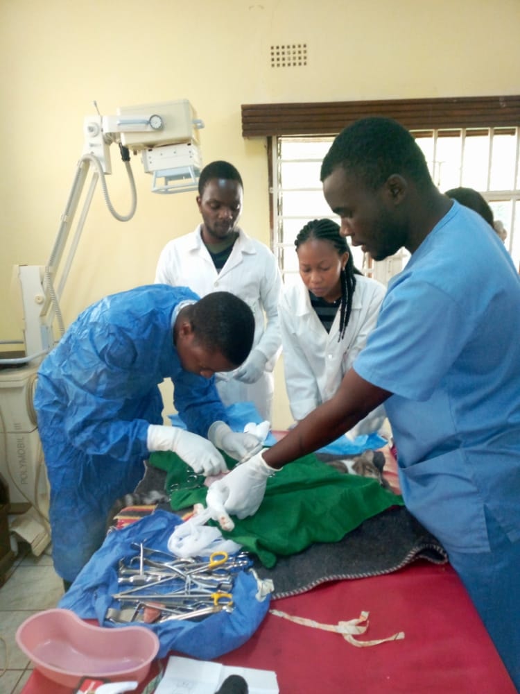 The team save a cat who has fractured her leg