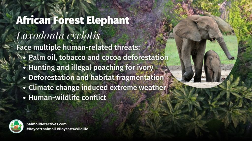 African Forest Elephant Loxodonta cyclotis threats