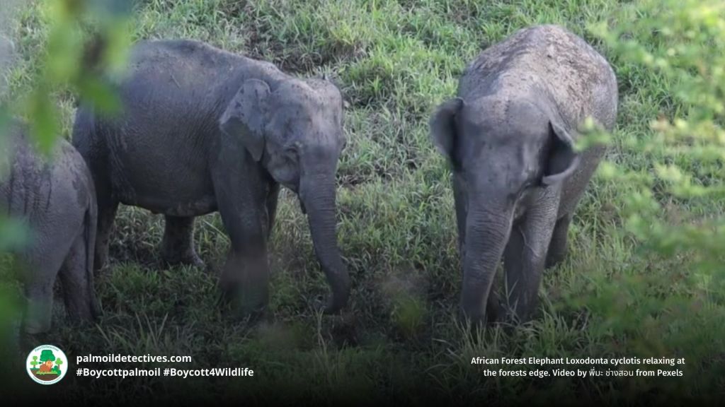 African Forest Elephant Loxodonta cyclotis playing a river