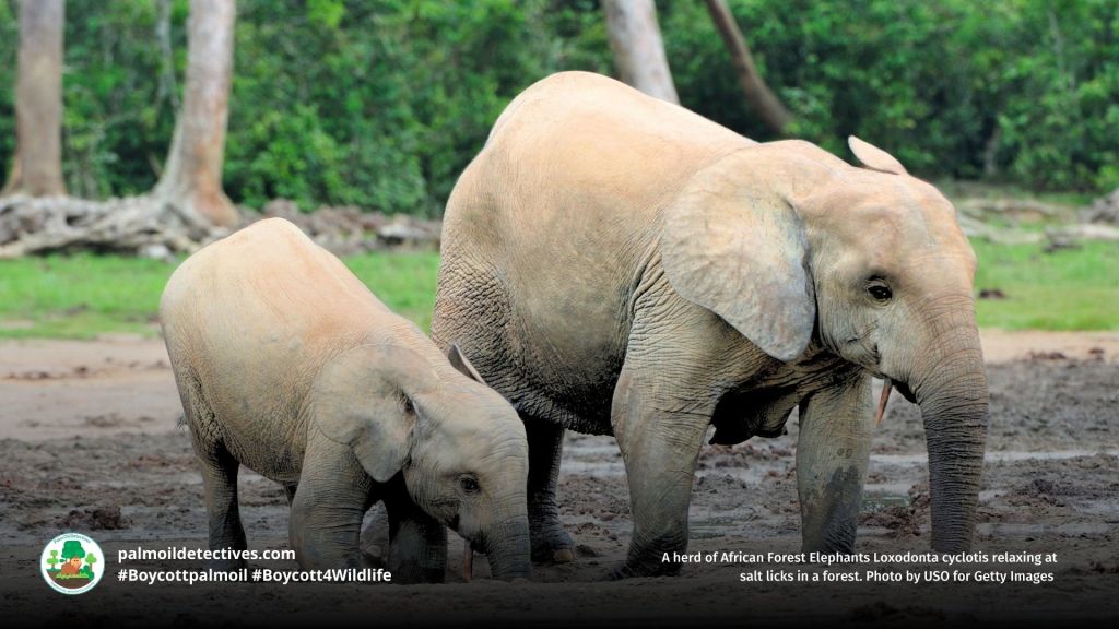 Mother and calf African Forest Elephant Loxodonta cyclotis relaxing at a salt lick in Congo