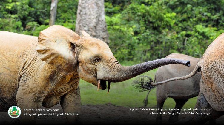 African Forest Elephant Loxodonta cyclotis playing and pulling tails