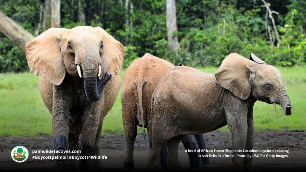 African Forest Elephant Loxodonta cyclotis herd at a salt lick in Congo