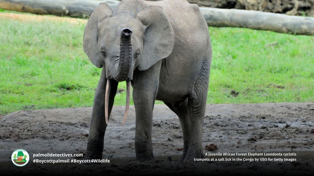 Young African Forest Elephant Loxodonta cyclotis trumpeting