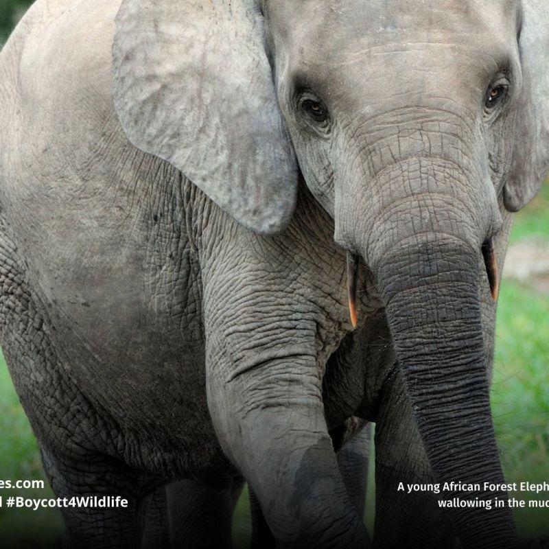 African Forest Elephant Loxodonta&nbsp;cyclotis